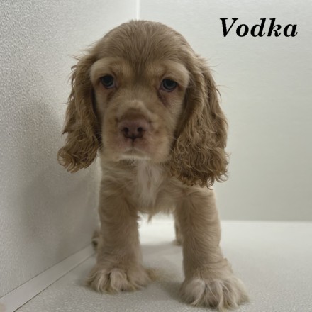 puppy, for, sale, Cocker Spaniel, Joe & Cherri  Overlease, dog, breeder, Miller, MO, dog-breeder, puppy-for-sale, forsale, nearby, find, puppyfind, locator, puppylocator, aca